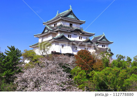 【和歌山県】快晴の和歌山城と満開の桜 112778880