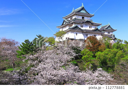【和歌山県】快晴の和歌山城と満開の桜 112778881