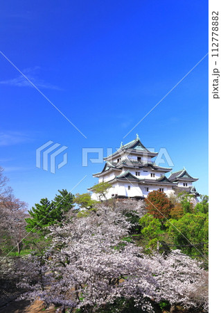 【和歌山県】快晴の和歌山城と満開の桜 112778882