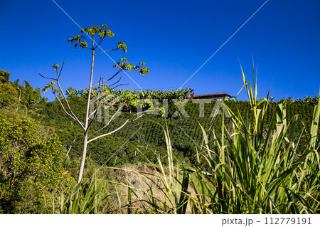 The beautiful Coffee Cultural Landscape of Colombia declared as a World Heritage Site in 2011 112779191