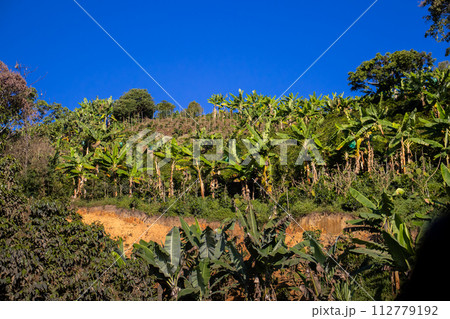 The beautiful Coffee Cultural Landscape of Colombia declared as a World Heritage Site in 2011 112779192