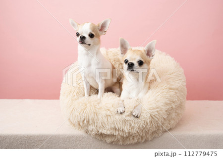 ピンクバックとベッドに入った2匹のチワワ 112779475