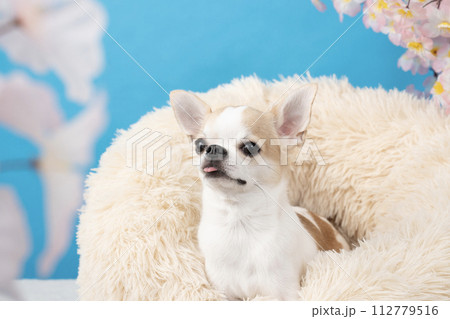 ブルーバックと桜とベッドに入ったチワワ 112779516
