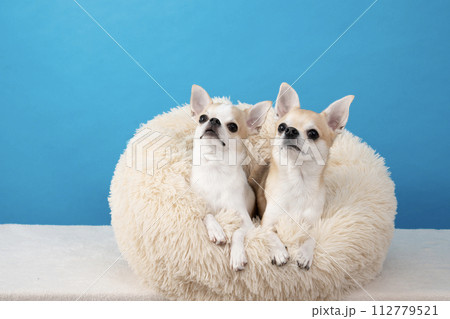 ブルーバックとベッドに入った2匹のチワワ ブルーバックとベッドに入った2匹のチワワ 112779521