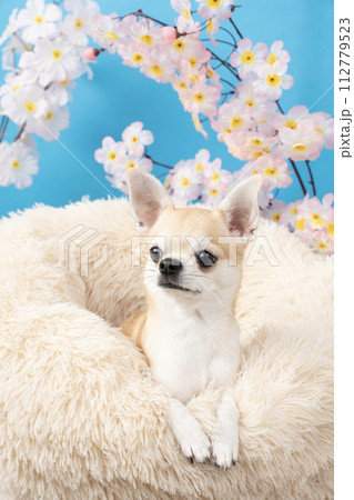 ブルーバックと桜とベッドに入ったチワワ 112779523