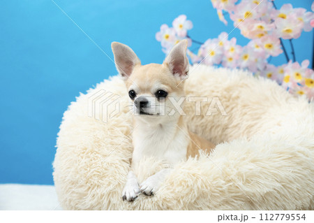 ブルーバックと桜とベッドに入ったチワワ ブルーバックと桜とベッドに入ったチワワ 112779554
