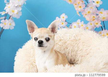 ブルーバックと桜とベッドに入ったチワワ 112779599