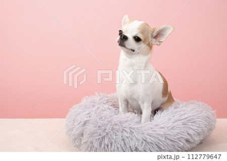 ピンクバックとベッドに入ったチワワ 112779647