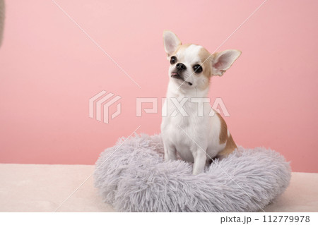 ピンクバックとチワワのバストアップ 112779978