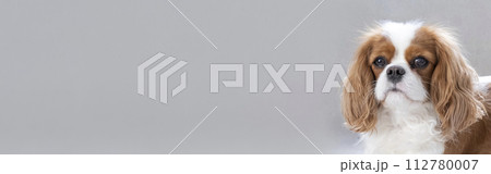 Portrait of a Cavalier cute puppy. Banner, dog on grey background. Copy space 112780007