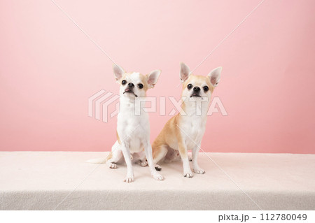 ピンクバックと2匹のチワワ ピンクバックと2匹のチワワ 112780049