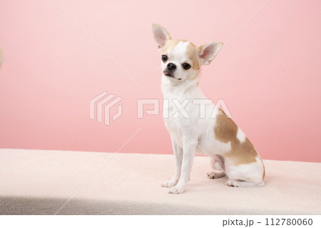 ピンクバックとチワワ ピンクバックとチワワ 112780060