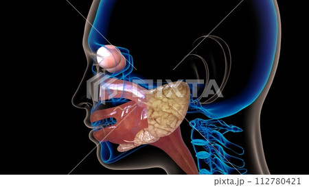human esophagus anatomy for medical concept 3D rendering human esophagus anatomy for medical concept 3D rendering 112780421