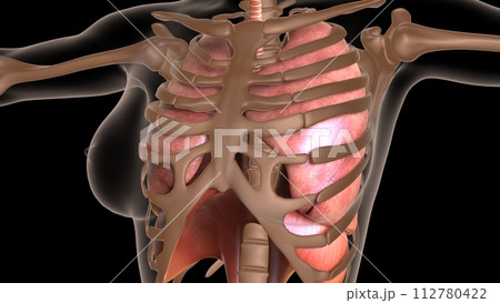 human respiratory system anatomy for medical concept 3D rendering 112780422