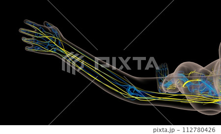 Human nervous system anatomy for medical concept 3D rendering 112780426