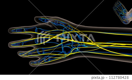Human nervous system anatomy for medical concept 3D rendering Human nervous system anatomy for medical concept 3D rendering 112780428