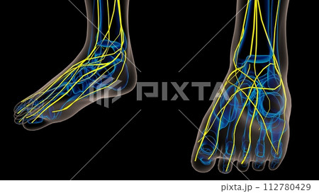 Human nervous system anatomy for medical concept 3D rendering 112780429