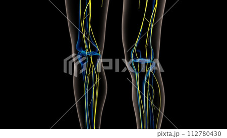 Human nervous system anatomy for medical concept 3D rendering 112780430