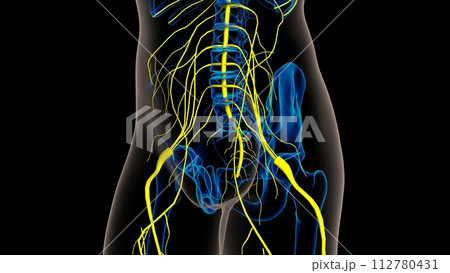 Human nervous system anatomy for medical concept 3D rendering Human nervous system anatomy for medical concept 3D rendering 112780431