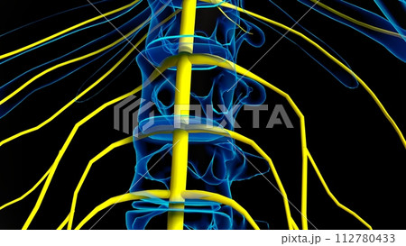 Human nervous system anatomy for medical concept 3D rendering 112780433