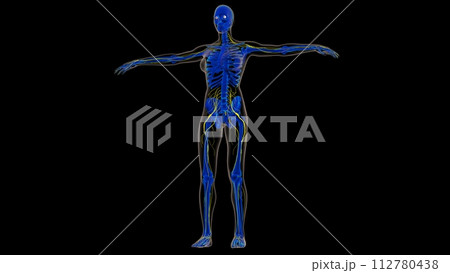 Human nervous system anatomy for medical concept 3D rendering 112780438