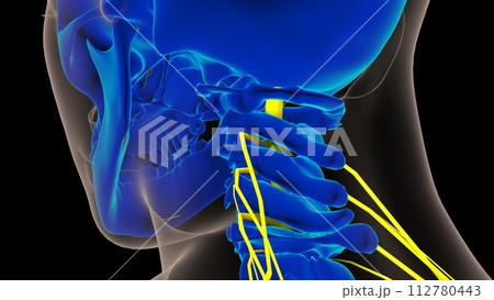 Human nervous system anatomy for medical concept 3D rendering 112780443