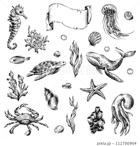 Underwater world clipart with sea animals whale, turtle, octopus, seahorse, starfish, shells, coral and algae. Graphic illustration hand drawn in black ink. Set of isolated objects EPS vector. 112780904