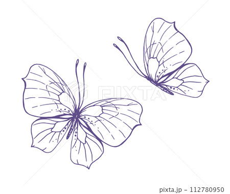 Delicate butterflies with patterns on the wings, simple, sweet, light, romantic. Illustration graphically hand-drawn in lilac ink in line style. Set of isolated EPS vector objects Delicate butterflies with patterns on the wings, simple, sweet, light, romantic. Illustration graphically hand-drawn in lilac ink in line style. Set of isolated EPS vector objects 112780950
