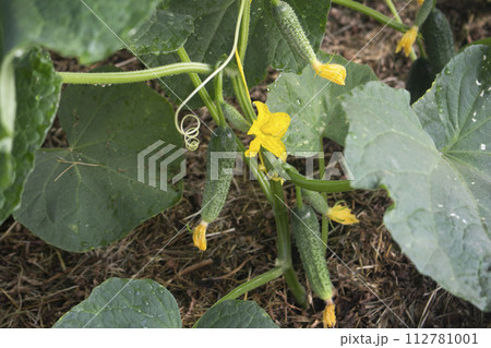 Cucumber green plant growing in a glasshouse 112781001