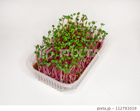 Growing radishes micro-green plants Growing radishes micro-green plants 112781019