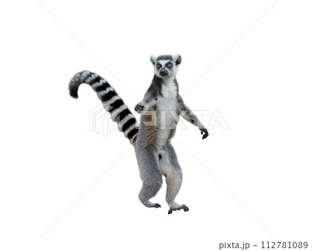 lemur with raised tail isolated on white background 112781089