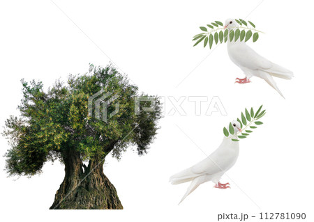 white doves with olive branch isolated on white white doves with olive branch isolated on white 112781090