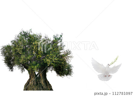 olive tree and white dove flying with olive branch in its beak isolated on white background 112781097