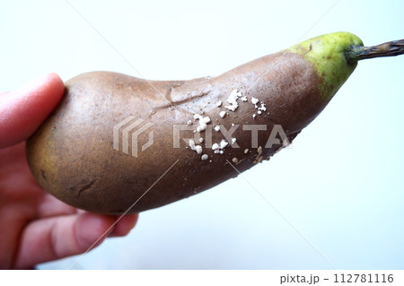 The pear became moldy. A mold or mould. The dust-like, colored appearance of molds is due to the formation of spores containing fungal secondary metabolites. Perishable food products. White background 112781116