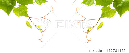 Grapevine with bright green leaves isolated on white. Wide photo. Collage. Free space for text. 112781132