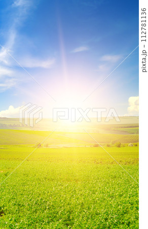 A field with green alfalfa and sunrise. Vertical photo A field with green alfalfa and sunrise. Vertical photo 112781136