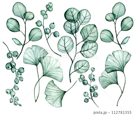 watercolor drawing. set of transparent eucalyptus and ginkgo leaves. x-ray 112781355