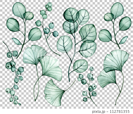 watercolor drawing. set of transparent eucalyptus and ginkgo leaves. x-ray 112781355