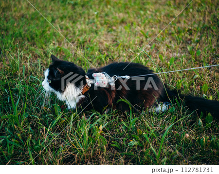 A black and white domestic cat is outdoors, wearing a harness and leash, under the supervision of its owner, explores the grassy area. A black and white domestic cat is outdoors, wearing a harness and leash, under the supervision of its owner, explores the grassy area. 112781731