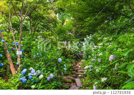 アジサイ　(6月　矢田寺) 112781938