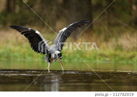 Grey Heron, Ardea cinerea, blurred grass in background. Heron in the forest lake. Animal in the nature habitat, hunting in the water. 112782019