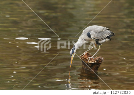 Grey Heron, Ardea cinerea, blurred grass in background. Heron in the forest lake. Animal in the nature habitat, hunting in the water. 112782020