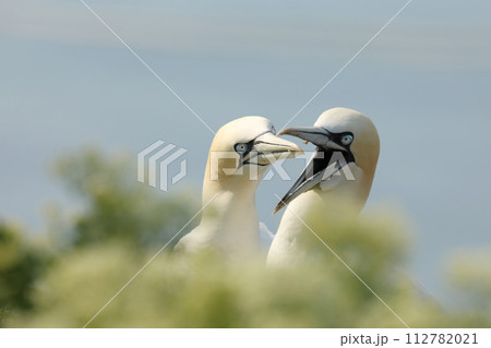 Portrait of pair Northern Gannet (Sula bassana) with light green foreground and light blue sea in background, Life on cliff. Germany Portrait of pair Northern Gannet (Sula bassana) with light green foreground and light blue sea in background, Life on cliff. Germany 112782021
