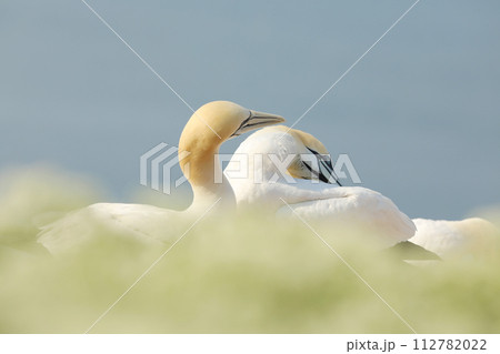 Northern gannet, portrait of sea bird sitting on the nest, with light blue sea water in the background, Helgoland island. Germany Northern gannet, portrait of sea bird sitting on the nest, with light blue sea water in the background, Helgoland island. Germany 112782022