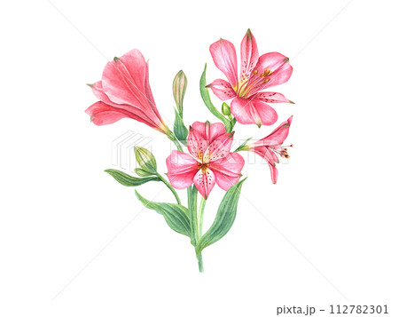 Pink alstroemeria flower. Floral composition. Vintage botanical illustration. Flower head, bud, leaf. Watercolor painting isolated on white background. Alstromeria bouquet. For cards, invitations 112782301