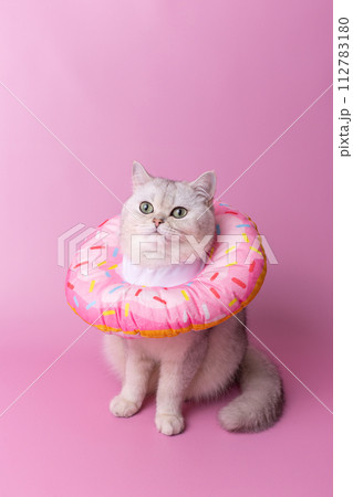 A cute white cat in a round soft protective collar made of fabric, sitting on pink background A cute white cat in a round soft protective collar made of fabric, sitting on pink background 112783180