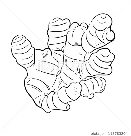 Ginger root plant. Hand drawn sketch vector illustration isolated on white. Spicy herbs. Ginger Doodle design cooking ingredient for food. Seasoning spice herb. For menu, book, article, recipe 112783204