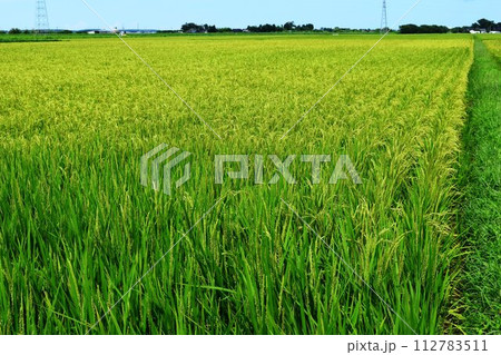 稔り始めた稲穂 庄内米 112783511