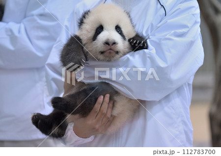 スタッフに抱かれて登場する陽浜 スタッフに抱かれて登場する陽浜 112783700