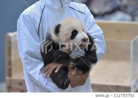 スタッフに抱かれて登場する陽浜 112783702